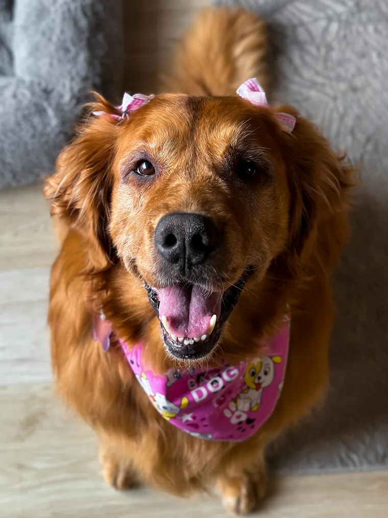 Foto de celular de una golden retriever